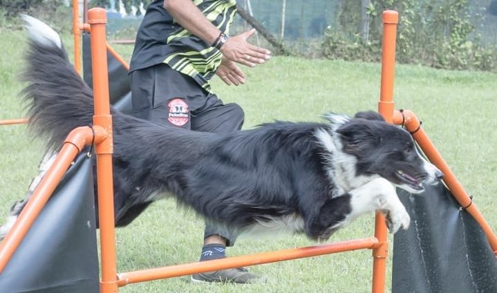 Zamora estrena un superparque canino 'Agility' para los perros